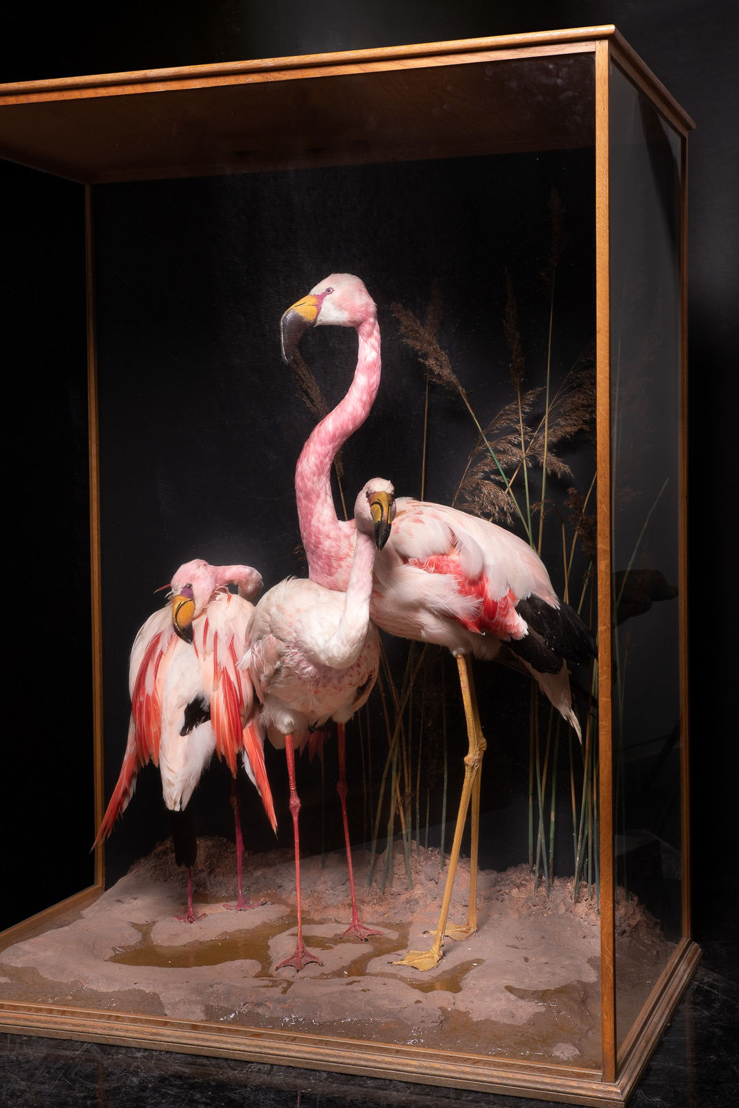 Mid 20th C Diorama of 3 Three Flamingos (Phoenicoparrus) ,labelled D.Waines & Son,composition on groundwork set within its original ebonised threeglass case, <1947