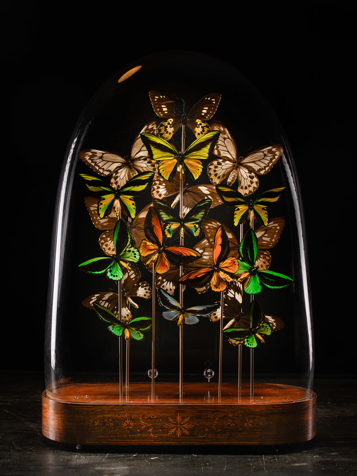 19th C Victorian Butterfly Dome, dome 19th C