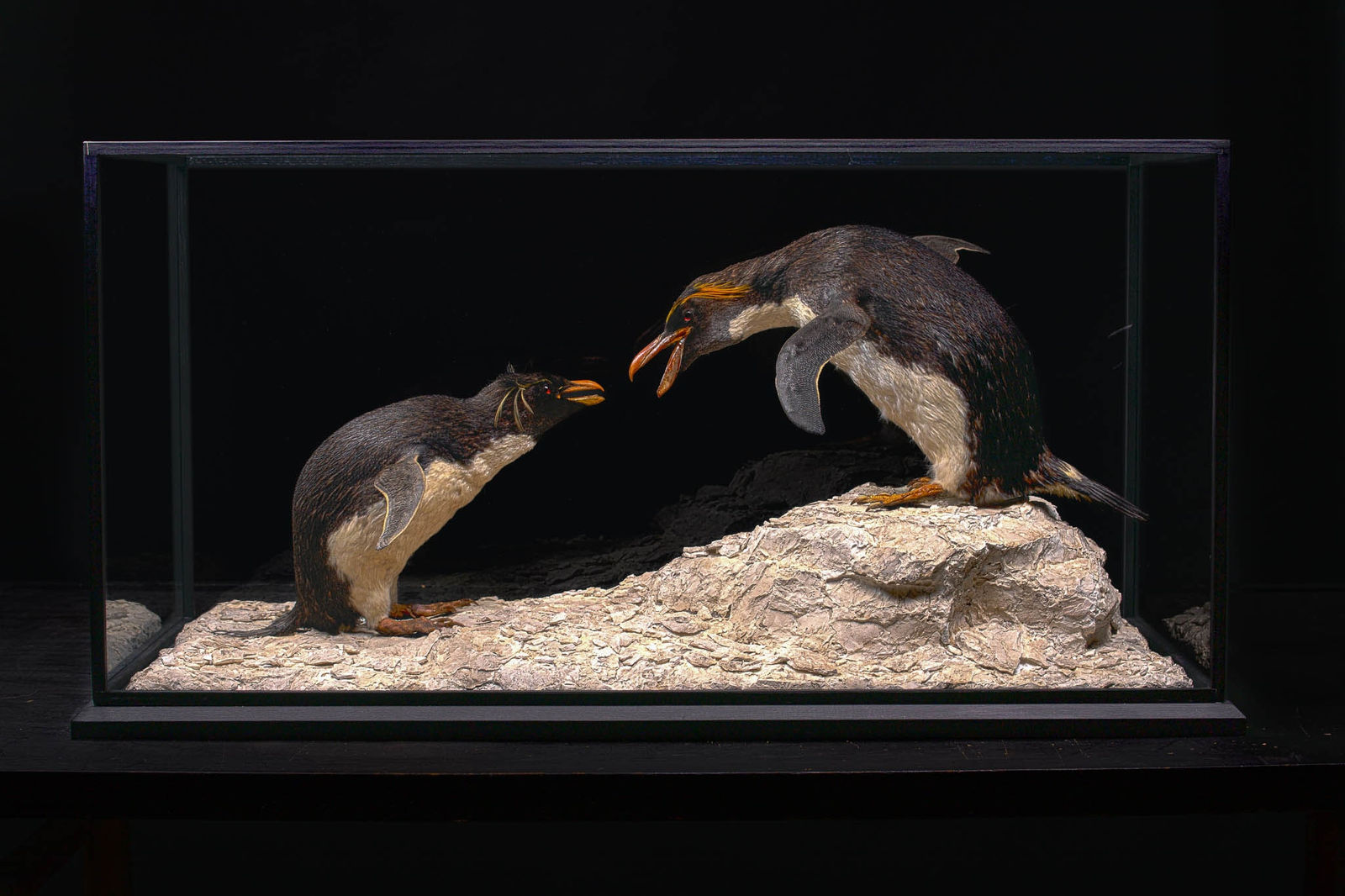 A Macaroni Penguin in serious discussion with a Southern Rockhopper Penguin (Eudyptes chrysolophus NL & Eudyptes chrysocome NL), 20th Century