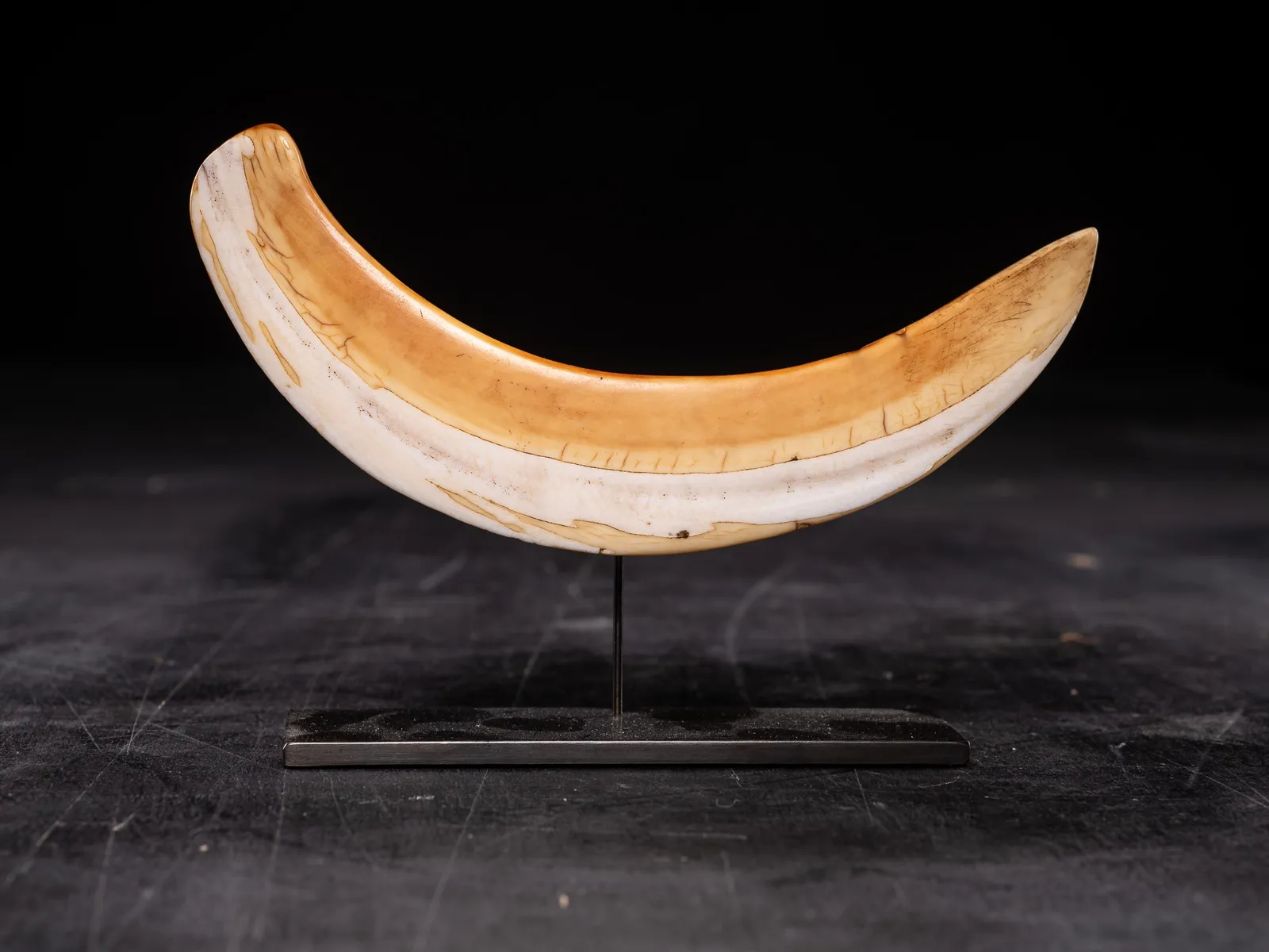 Chief's hippopotamus ivory Breast-or Pectoral plate, 1st half 20th Century