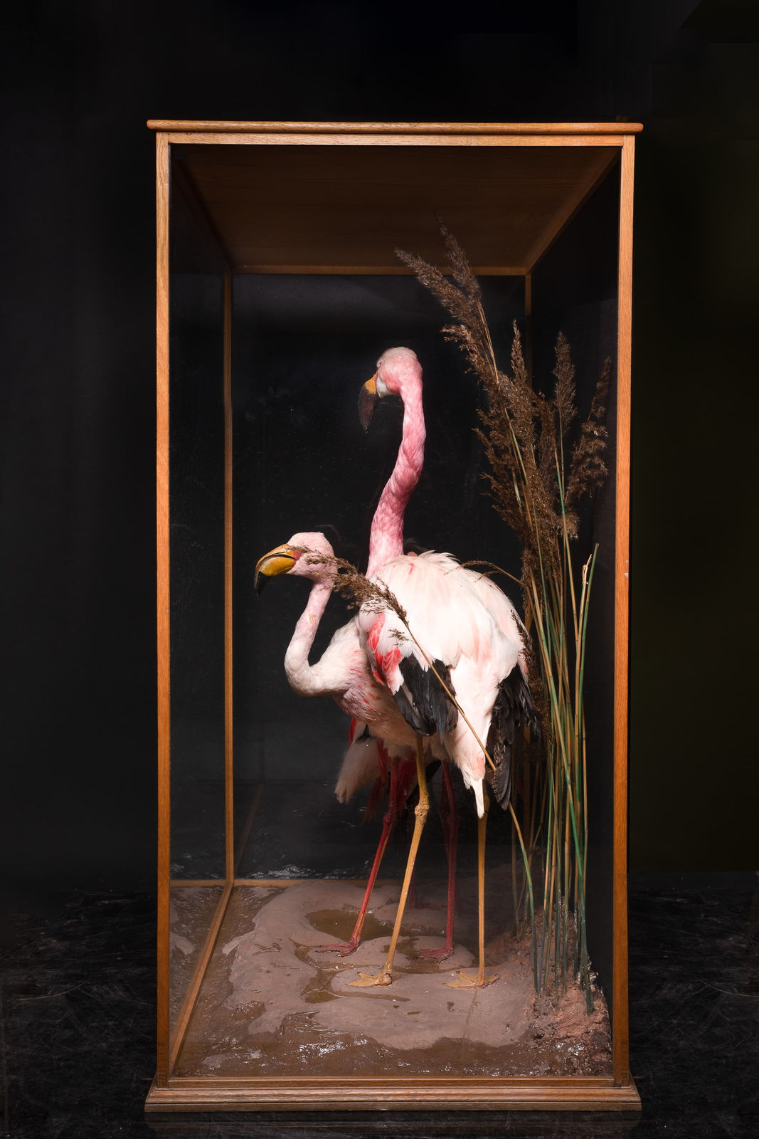 Mid 20th C Diorama of 3 Three Flamingos (Phoenicoparrus) ,labelled D.Waines & Son,composition on groundwork set within its original ebonised threeglass case, <1947