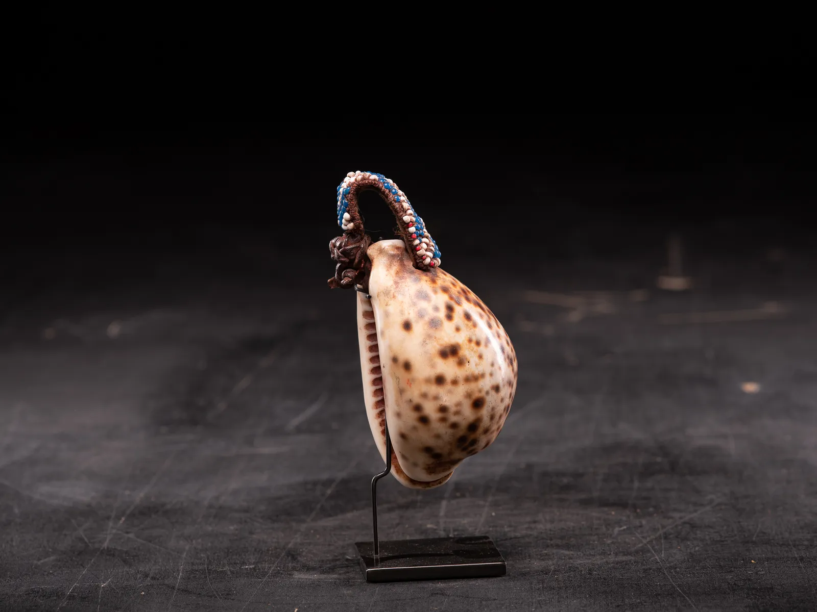 Kuba Artifact Shell-part of a Royal belt, DRC, 1st half 20th Century