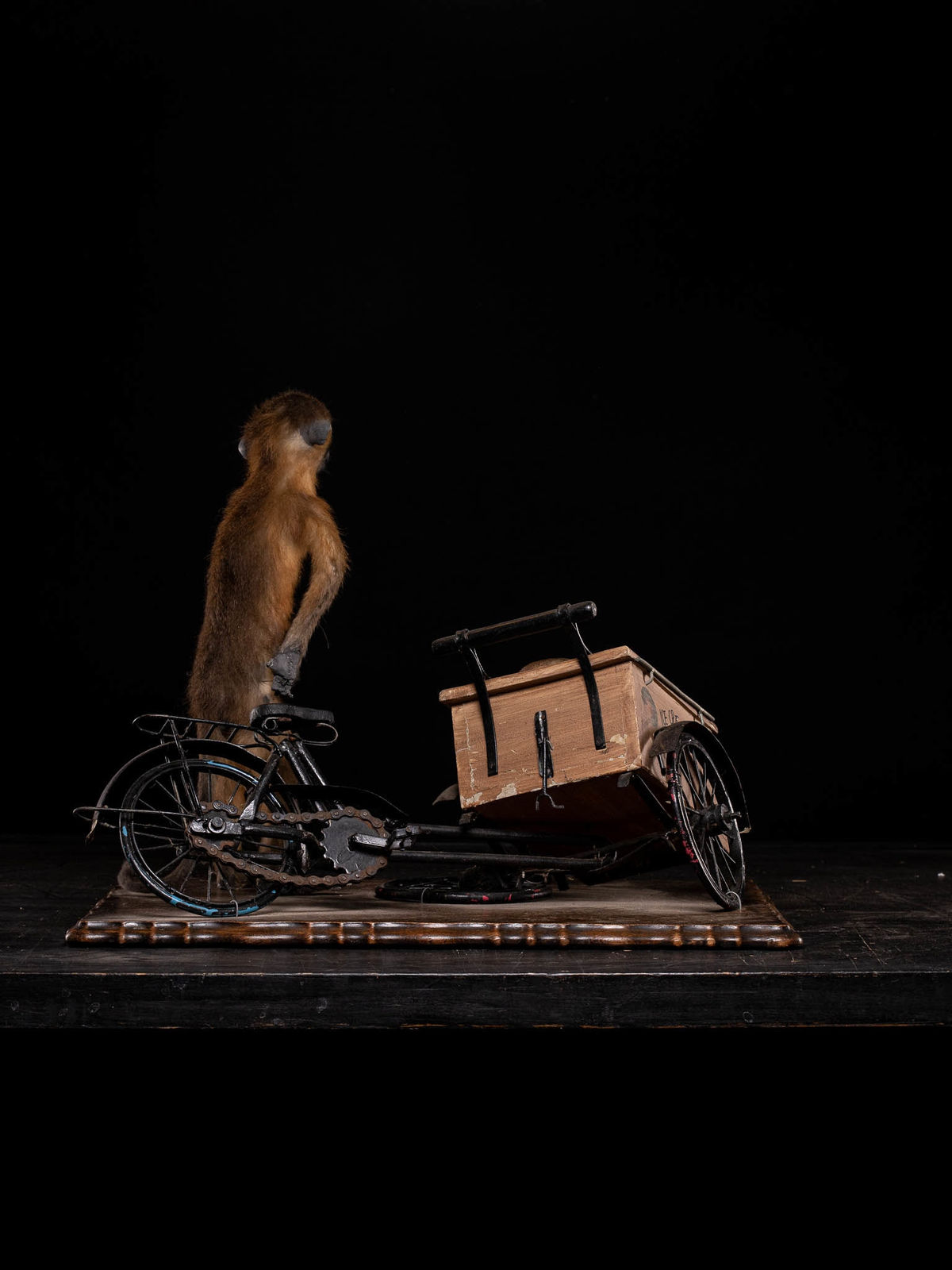 Golden-bellied Mangabey Monkey mounted with a broken down ice cream trike., 20th C