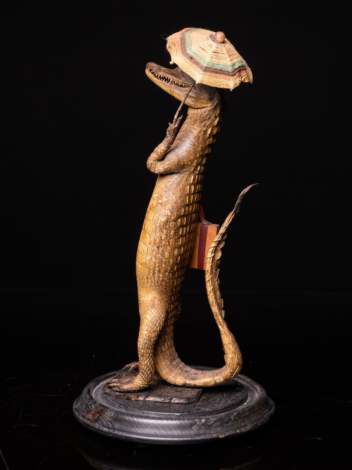 Small Alligator (Alligator mississippiensis) with Umbrella and Travel Case under a Glass dome on an ebonised base.,