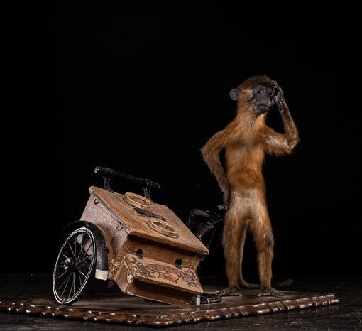 Golden-bellied Mangabey Monkey mounted with a broken down ice cream trike., 20th C