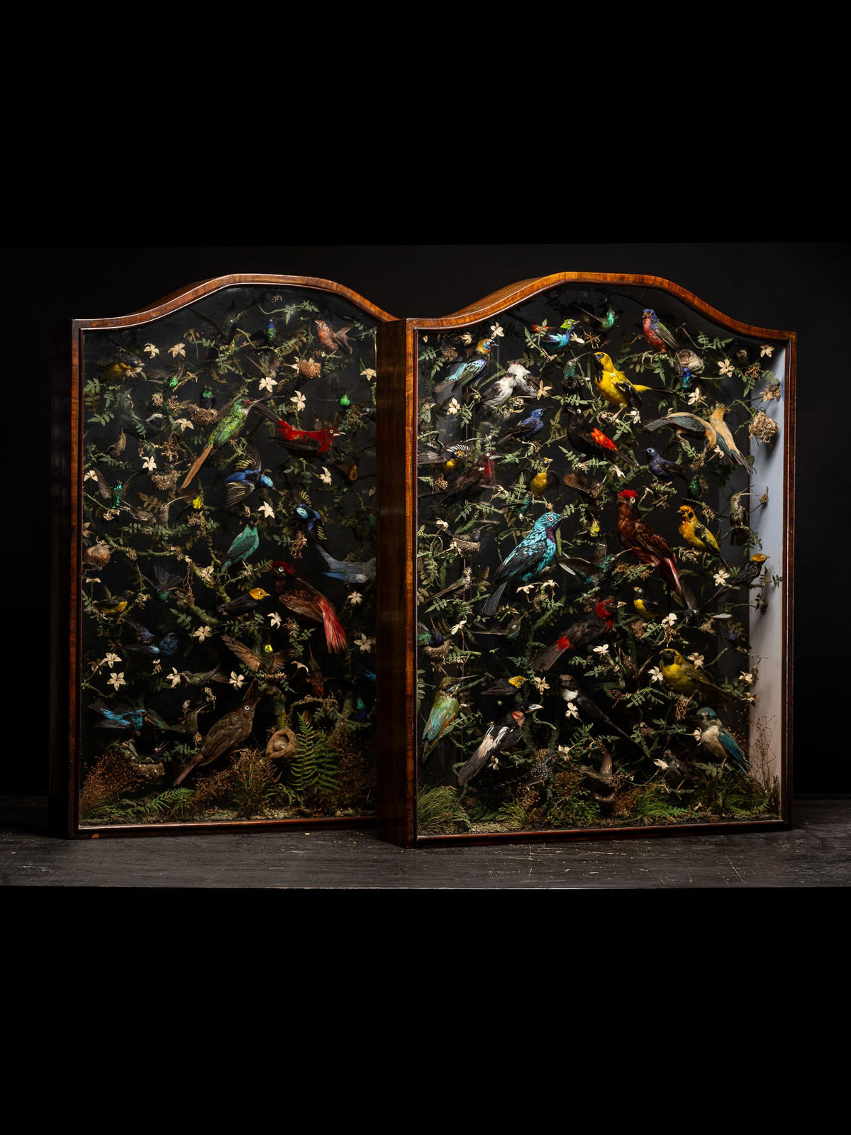 19th C Pair of Victorian Taxidermy bird trees in original showcases labelled “preserved by H.Burton 120 Wardour street, Oxford street, London”., 19th century