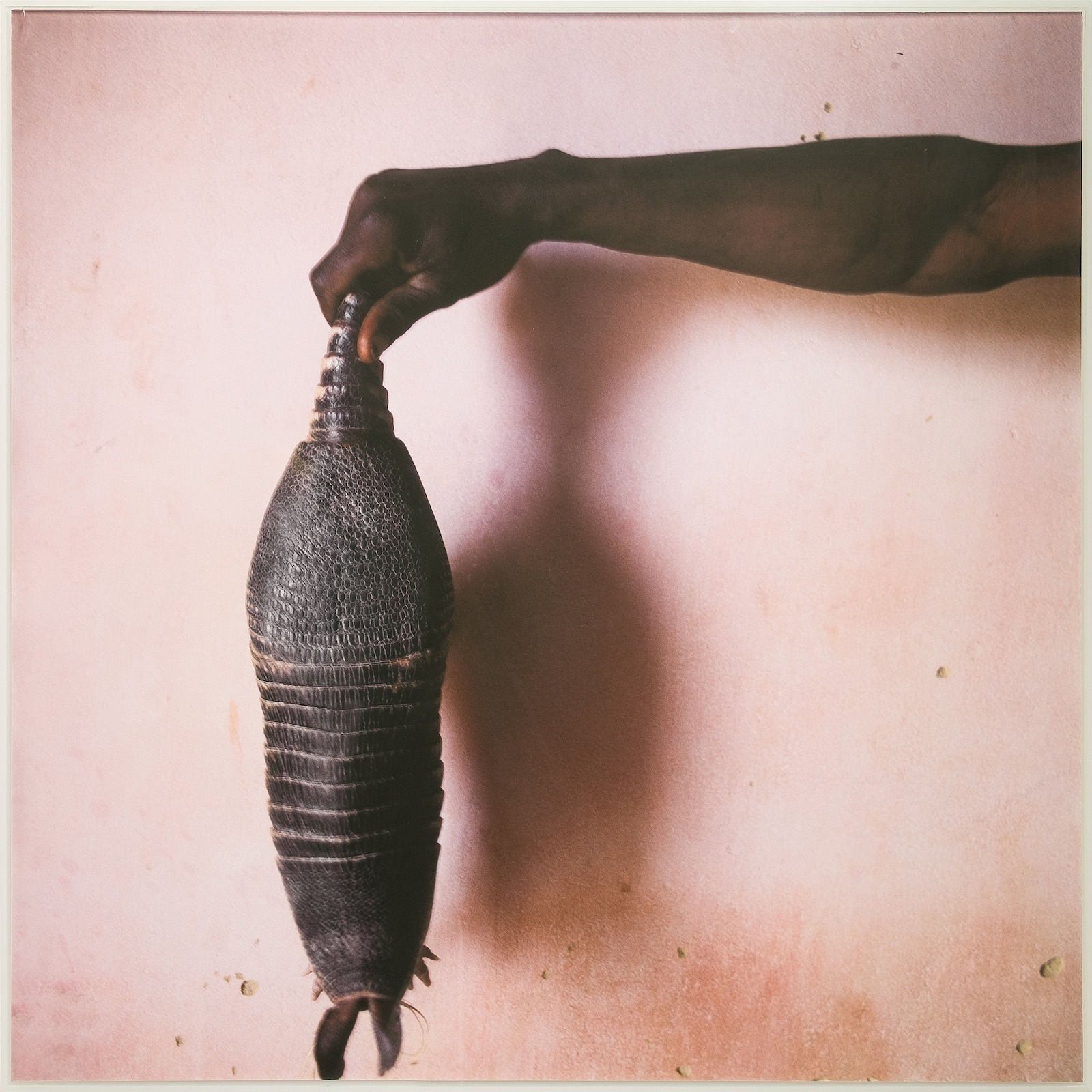 Mario Cravo Neto, Sem título (Tatu), 2008