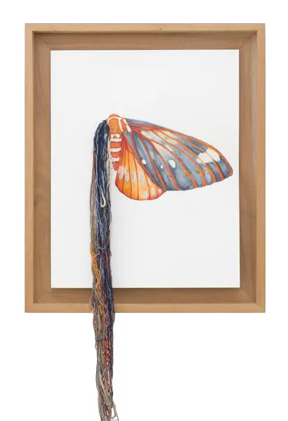 Lauren Levato Coyne, Walnut Moth, 2017