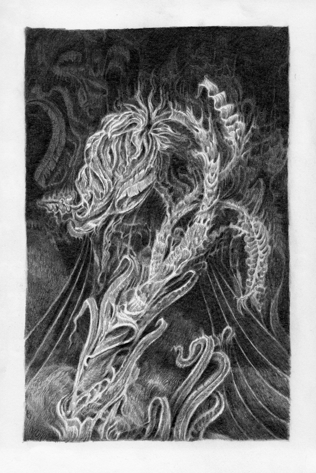 graphite drawing of an unknown plant