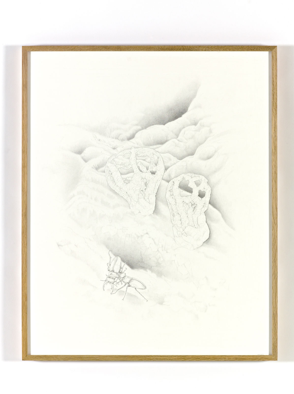 Ane Graff, Fungus (Clathrus Archeri) in Habitat, 2005-2005