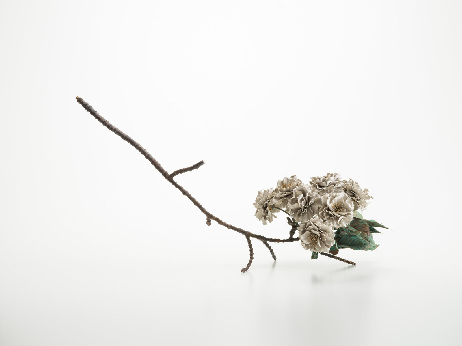 Shota Suzuki, The Double Cherry Blossoms (Shiogama type), 2024