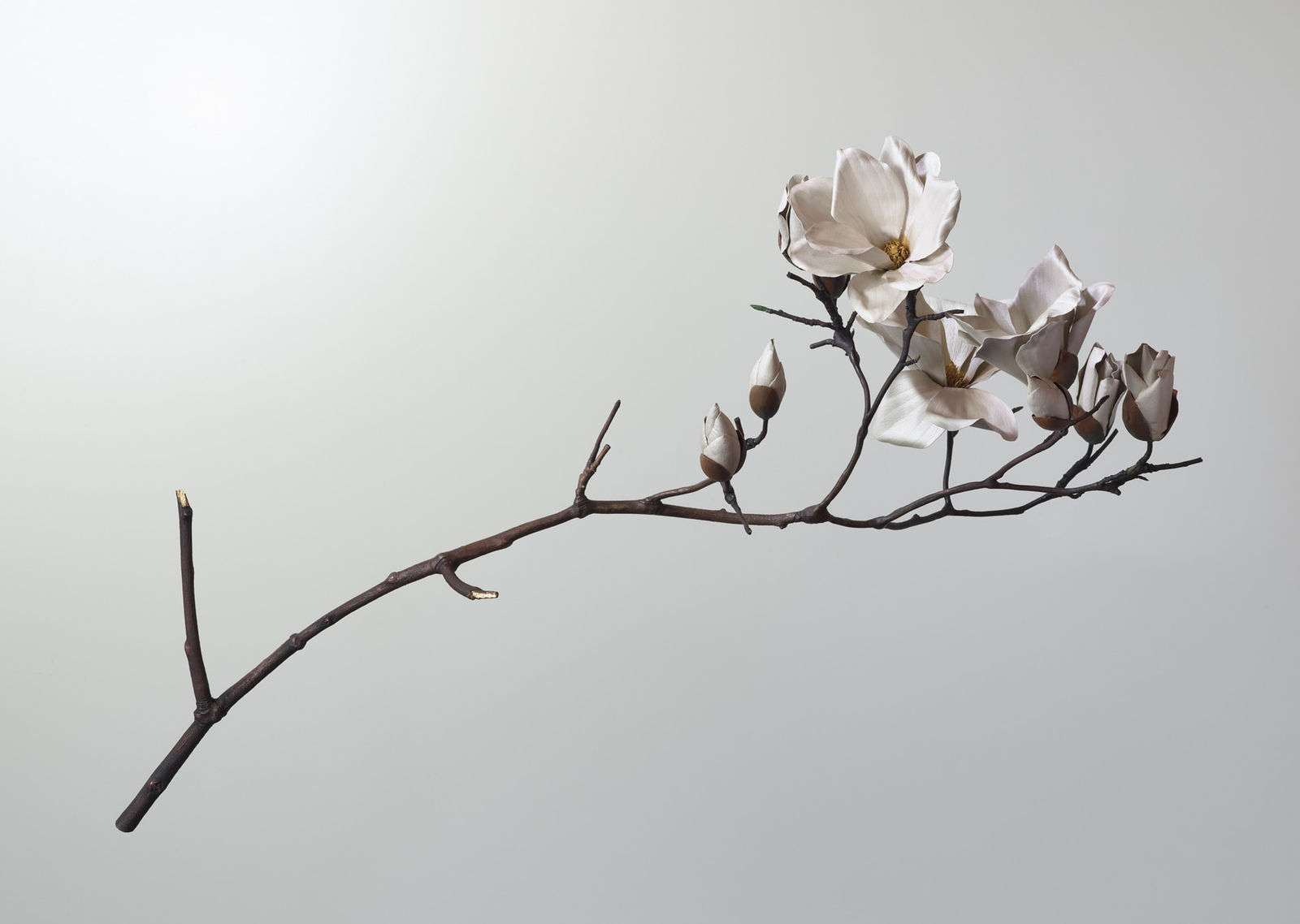 Shota Suzuki, Magnolia Branch (wall hanging), 2025