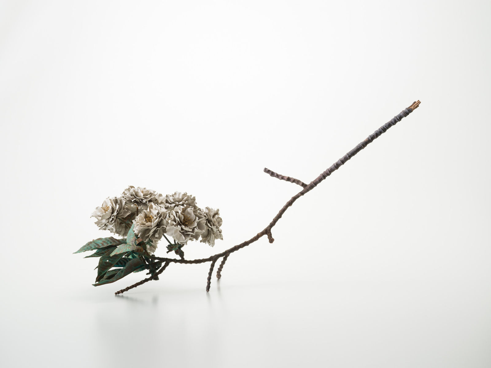 Shota Suzuki, The Double Cherry Blossoms (Shiogama type), 2024