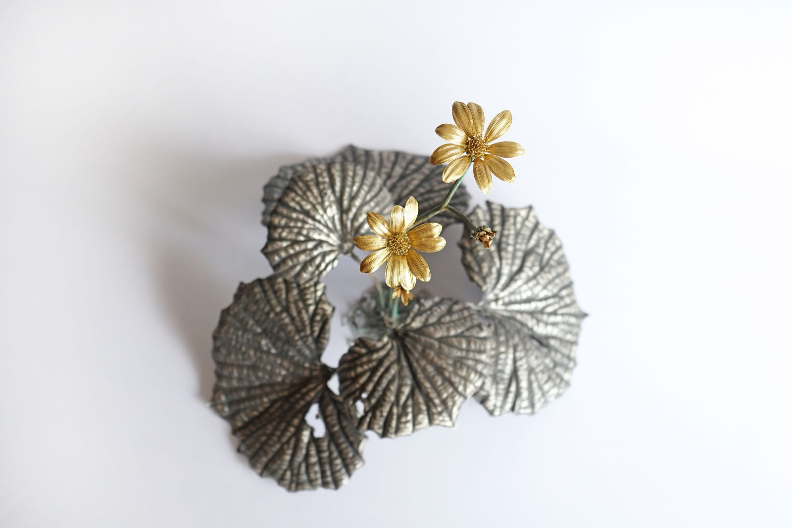 Shota Suzuki, The Japanese Silver Leaf [Tsuwabuki], 2024