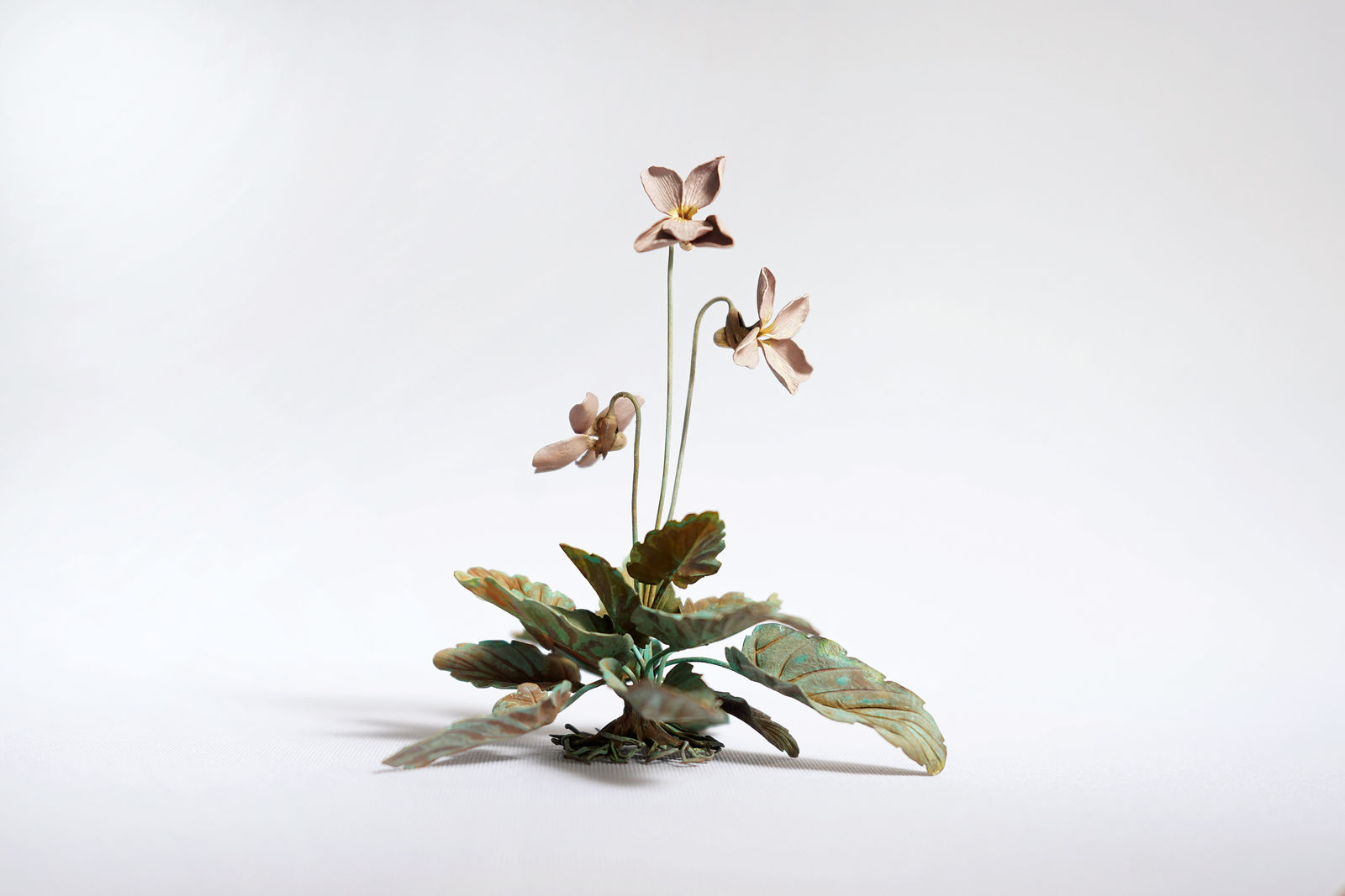 Shota Suzuki, The Violet, 2024