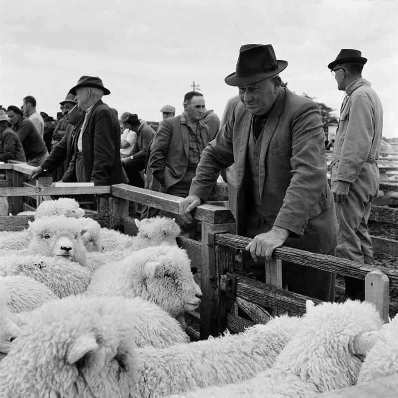 Ans Westra, Saleyards, Lorneville, Southland, 1970