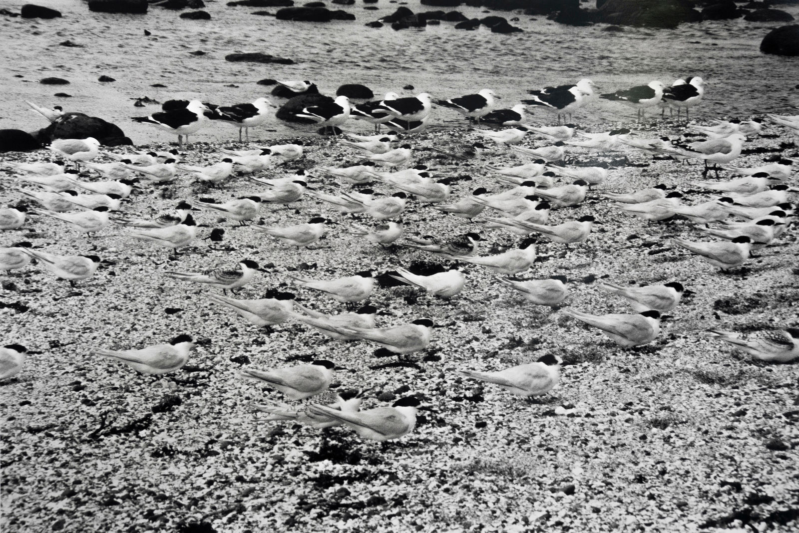 Peter Peryer, Birds, Chatham Islands, 2001