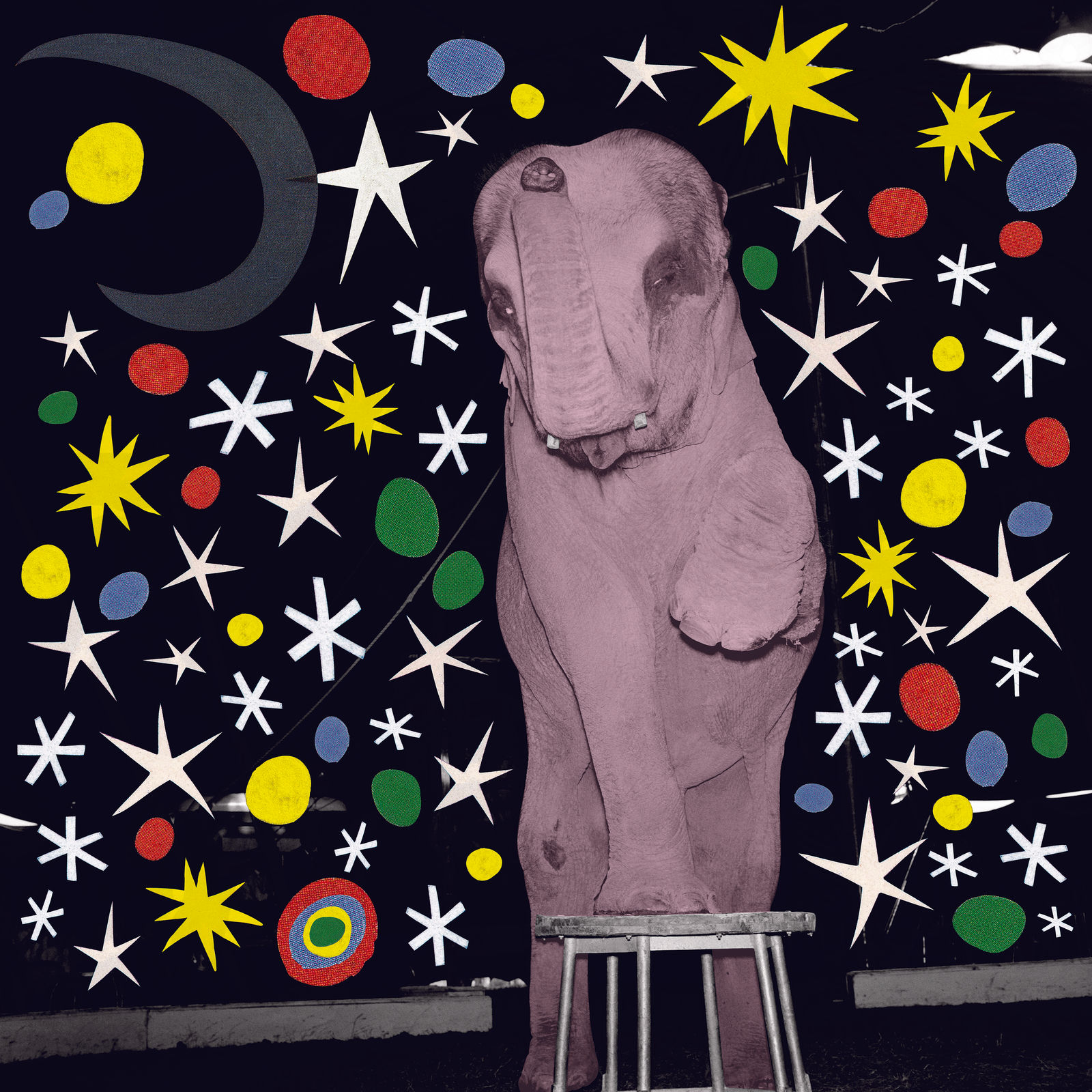 Wayne Youle & Ans Westra, The only elephant in the room, 1965-2026