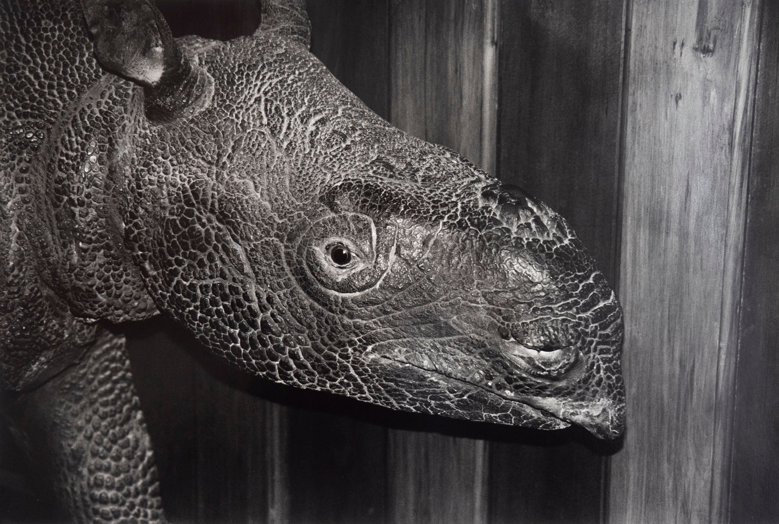 Peter Peryer, Java Rhinoceros, Canterbury Museum, 1997