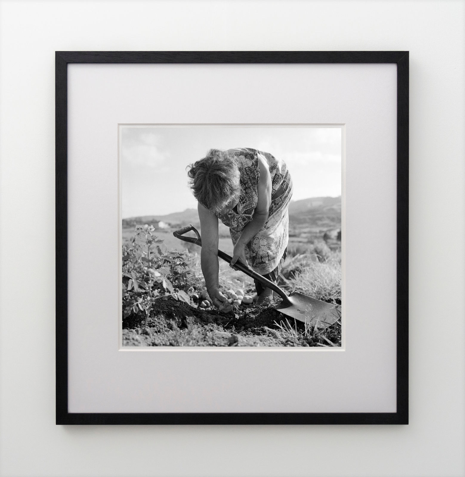 Ans Westra, Hikurangi, 1982