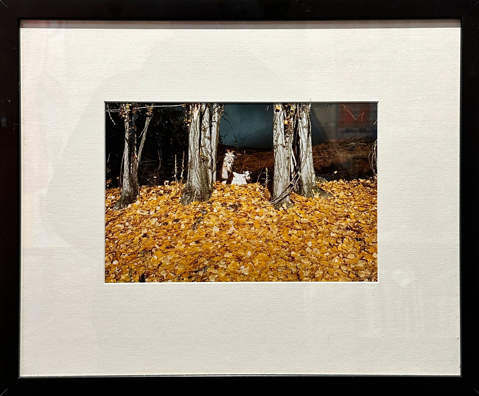 Robin Morrison, Goats and Poplar leaves, Cardrona Valley, Otago, 1979