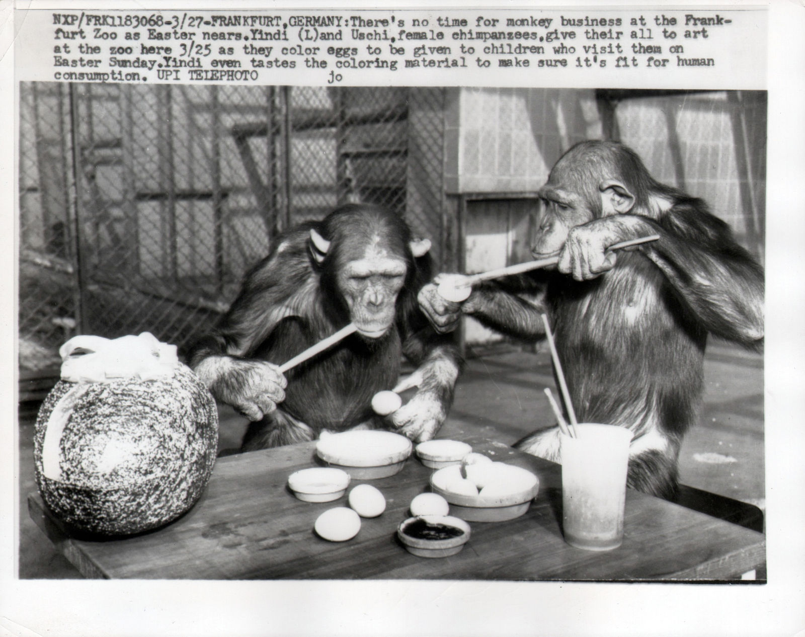Black and white photograph of chimpanzees painting Easter eggs with explanatory text above