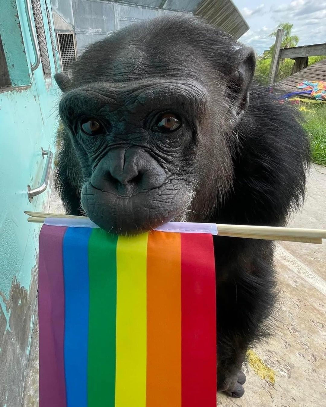 Melody the chimpanzee holds a rainbow Pride flag in her mouth