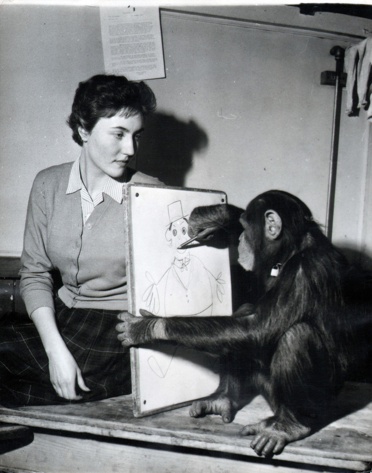 Black and white photograph of a chimpanzee and woman drawing