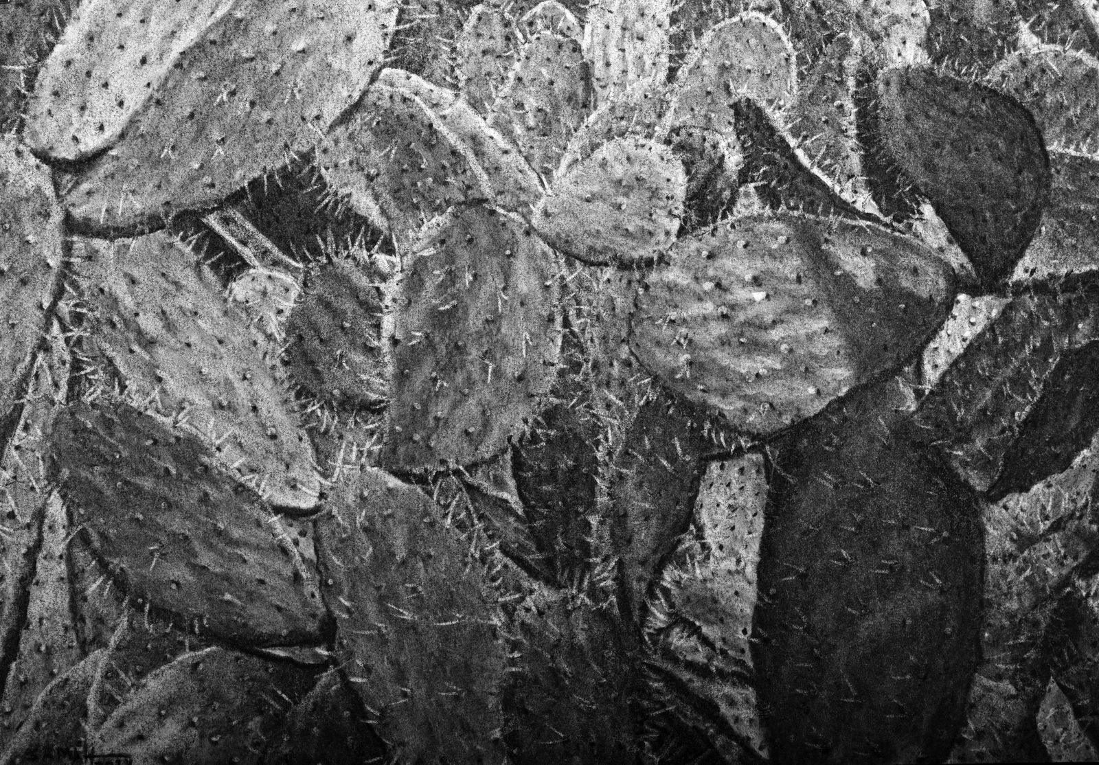 Samah Shihadi, Cactus, 2024