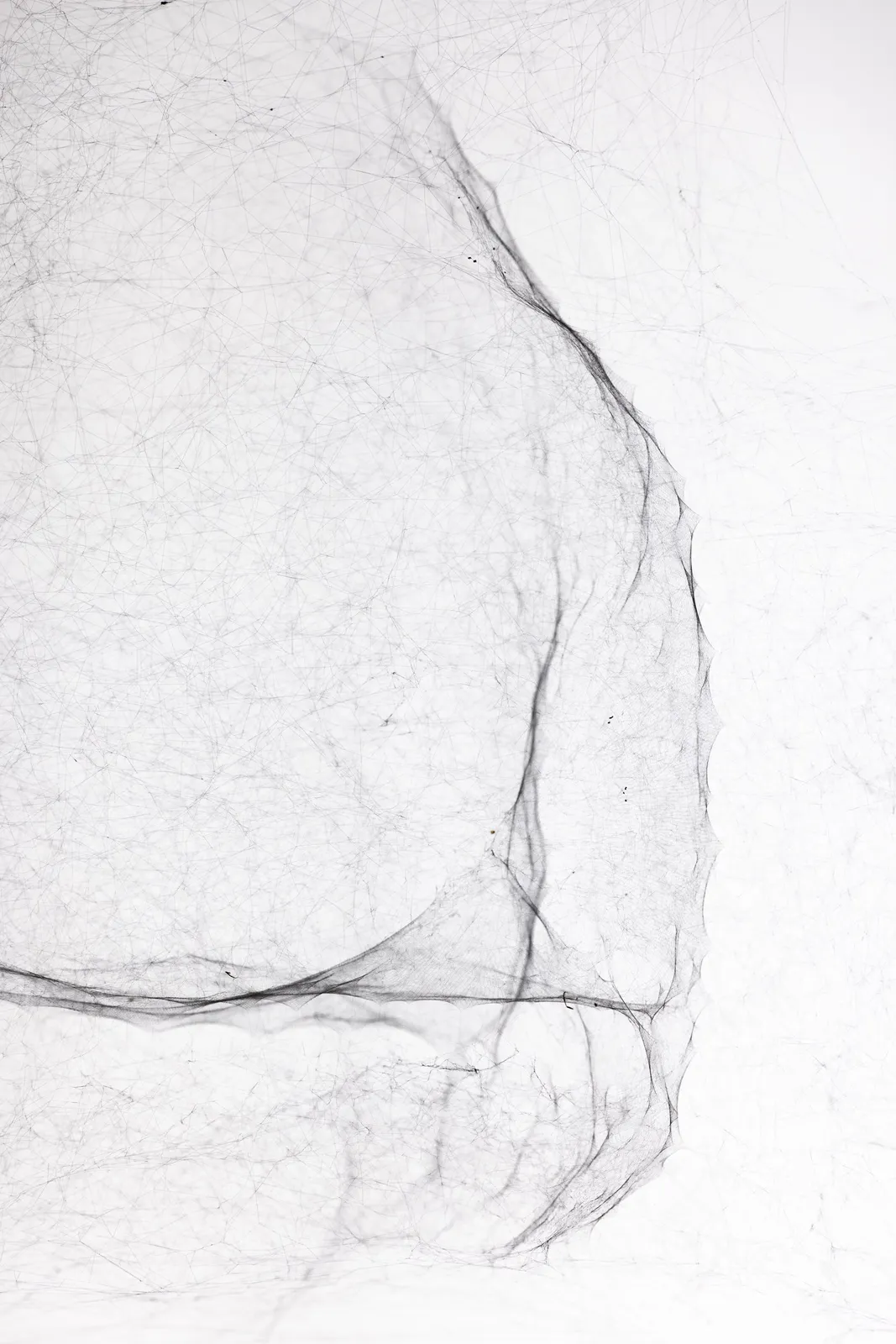 Image of Saraceno spider box.