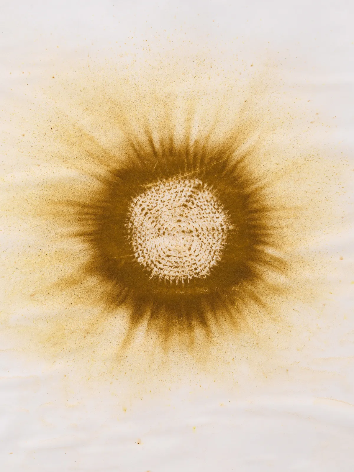 Image of Eu nasci assim Terra Sol