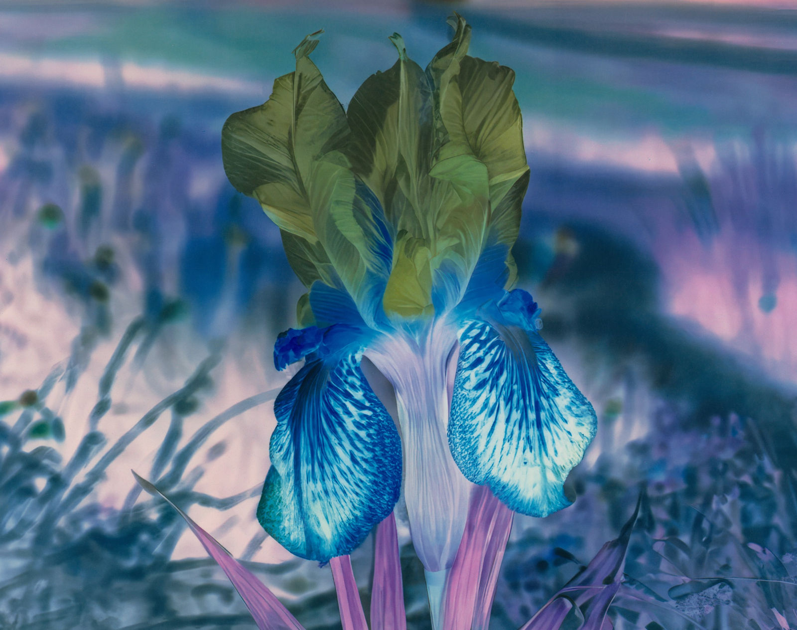 Image of Mlle Steichen Version XII.