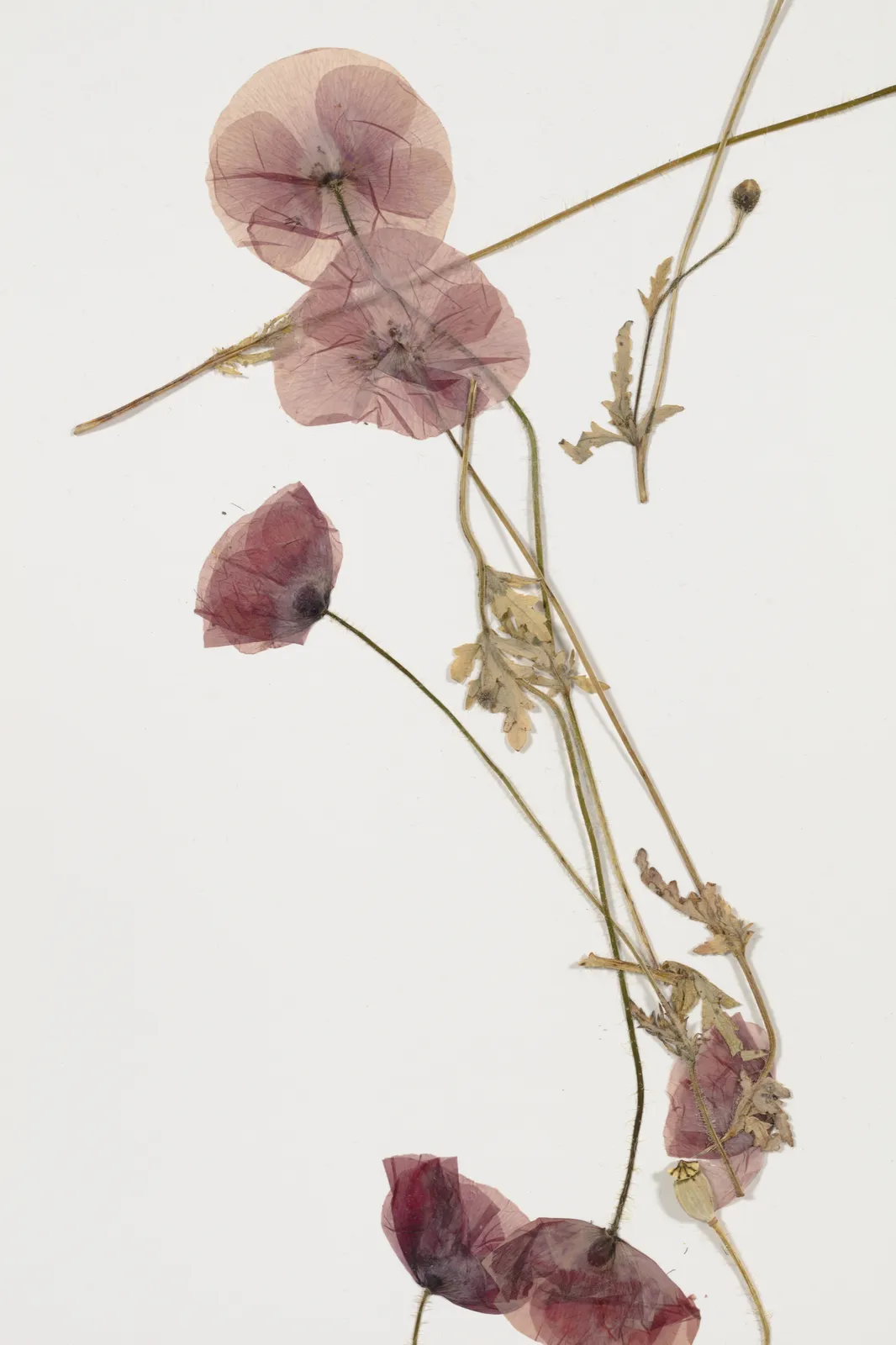 Image of Silent Spring