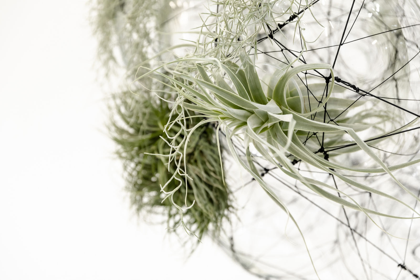 Tomás Saraceno, Pneuma 420, 2018