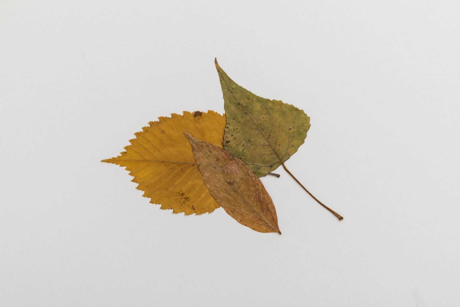 Image of Image of Silent Autumn 24042021... (Triptych)