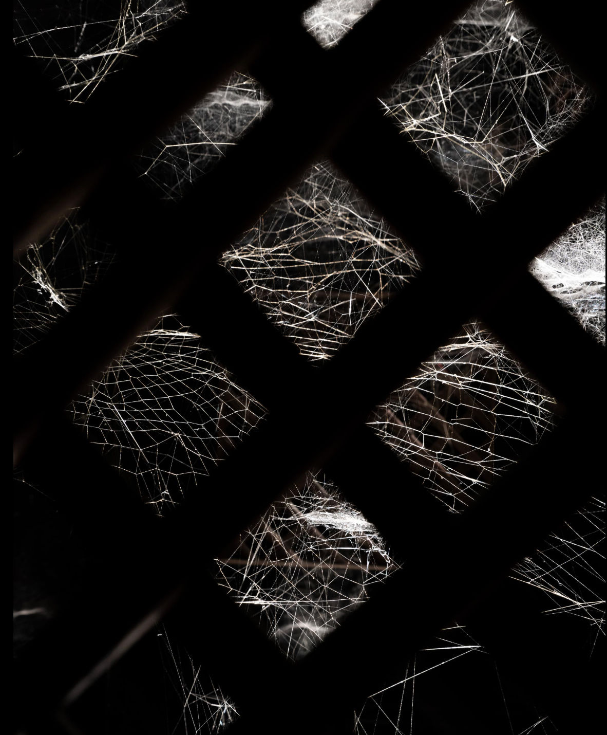 Image of Life(s) of Webs, arachnophobias, arachnophilias, and other stories.