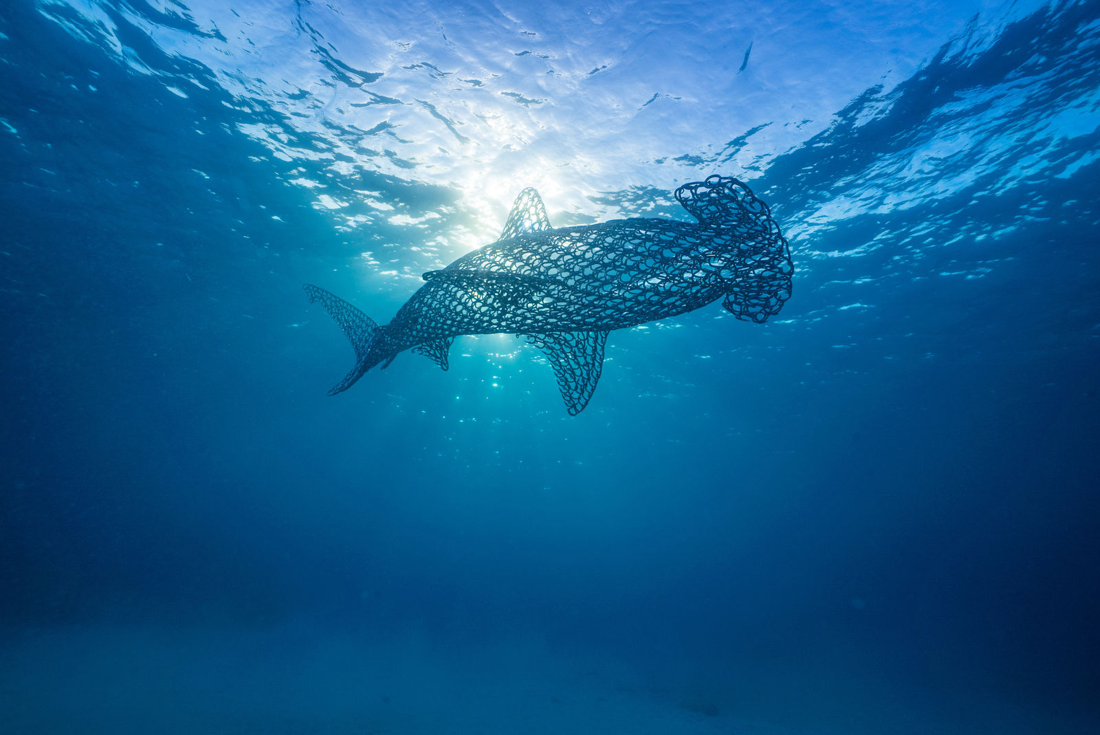 Vincent Mock, Scalloped Hammerhead Shark
