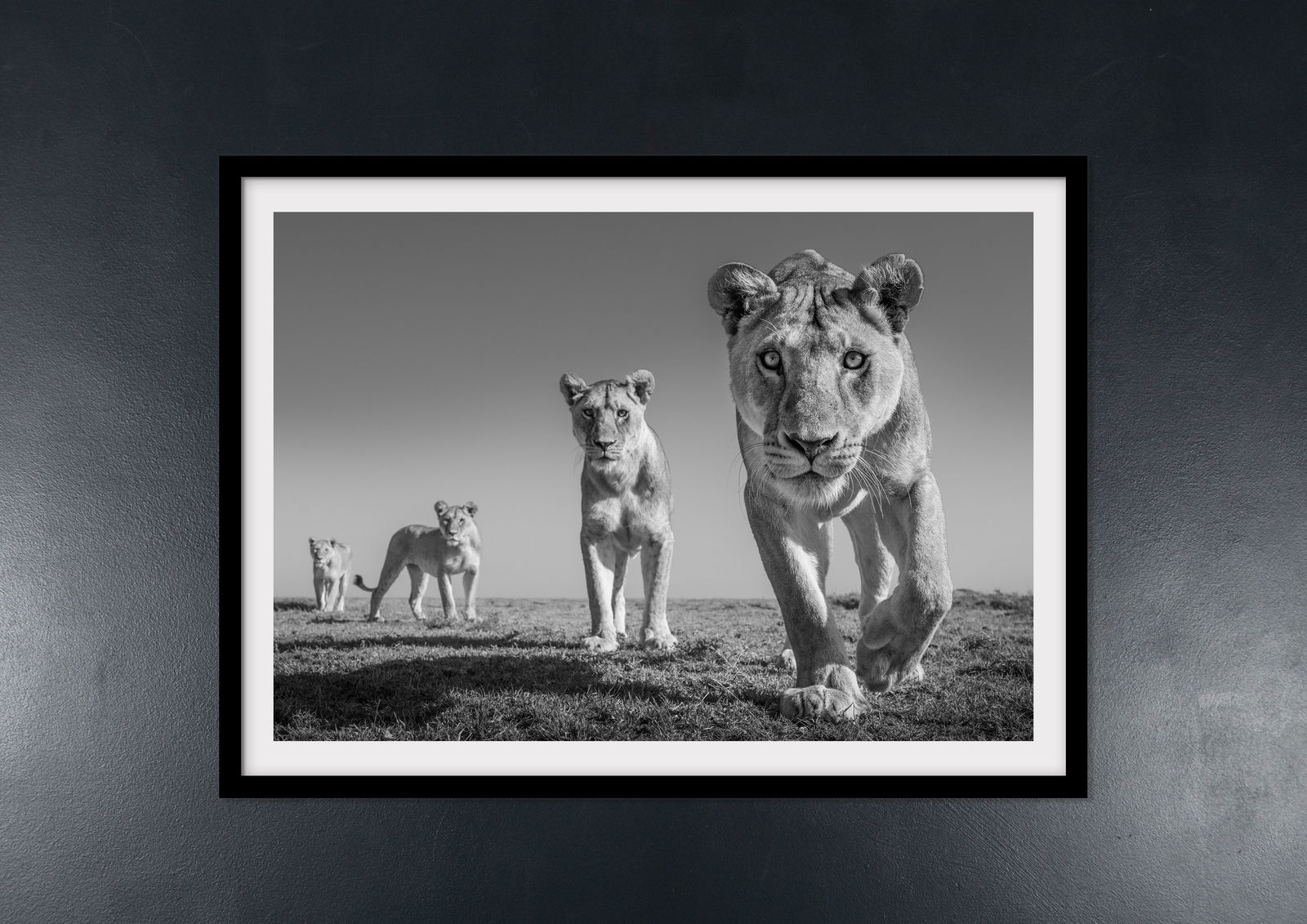 James Lewin, Land of Lions. Serengeti, Tanzania