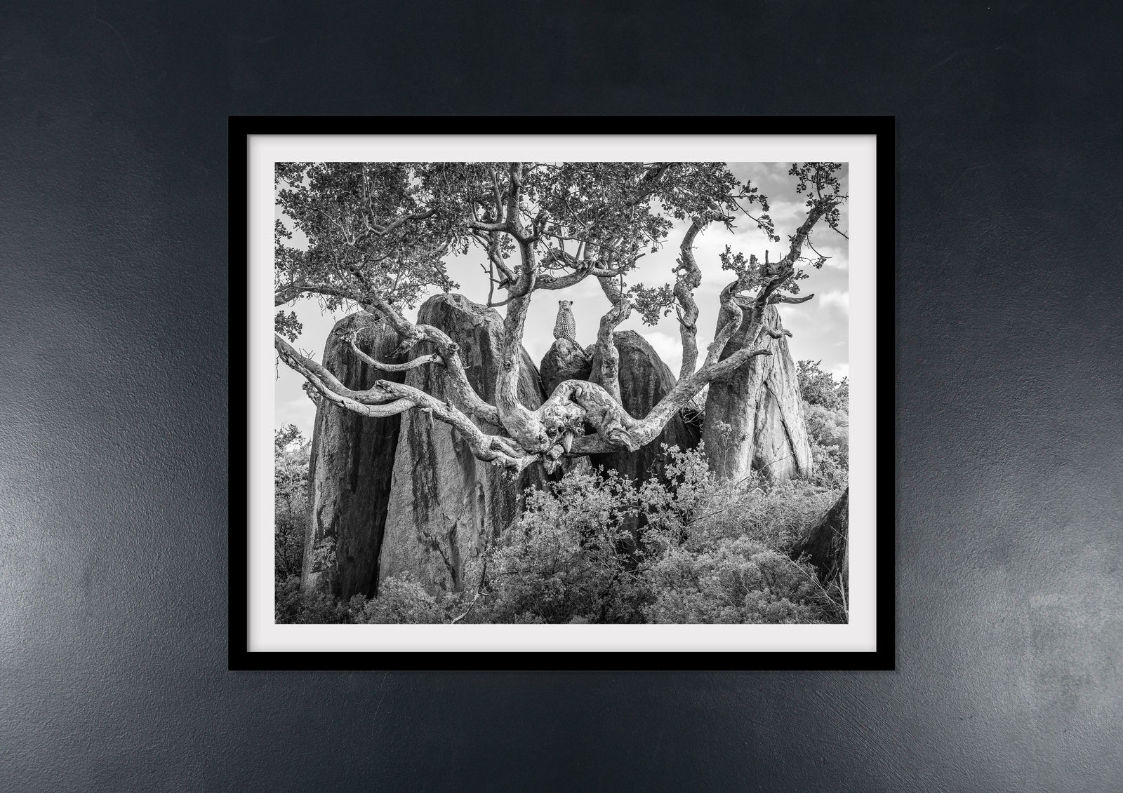 James Lewin, The Leopard's Realm. Serengeti, Tanzania