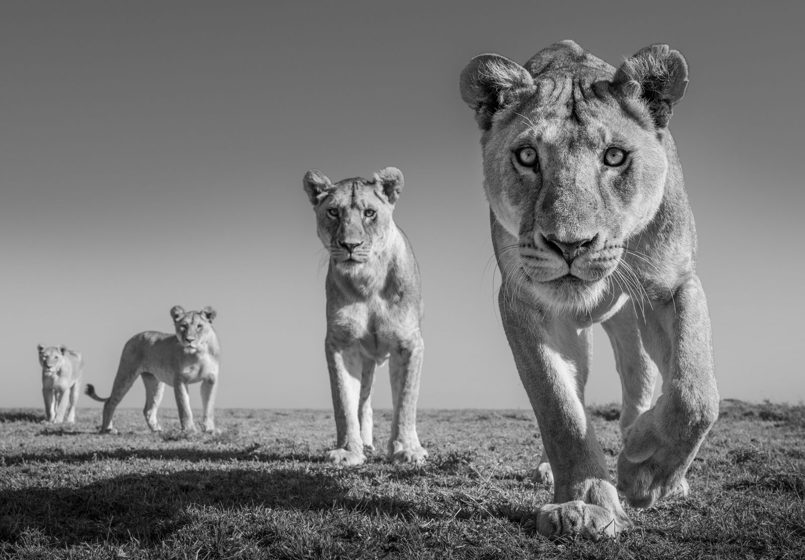 James Lewin, Land of Lions. Serengeti, Tanzania
