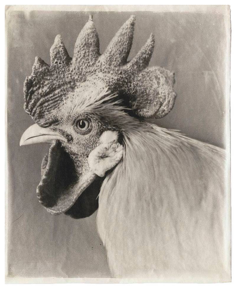 Jean Pagliuso, White #12, 2005