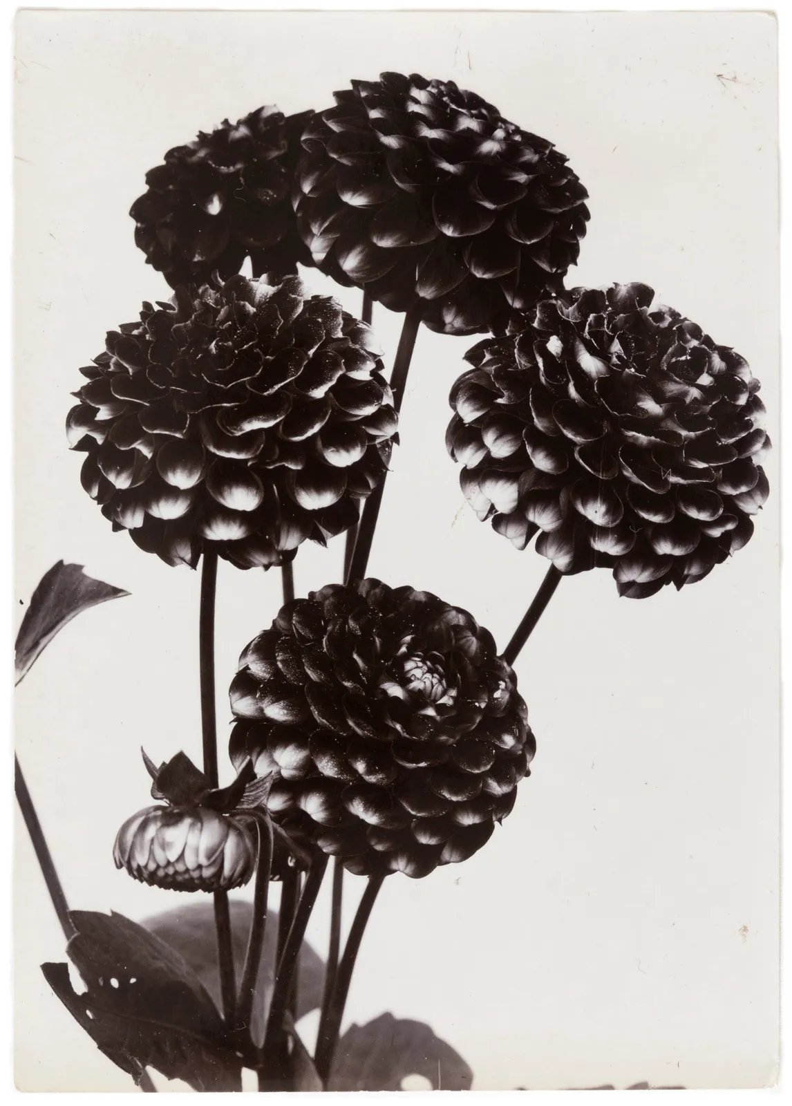 Charles Jones, Pompom Dahlia "Tommy Keith", c. 1900