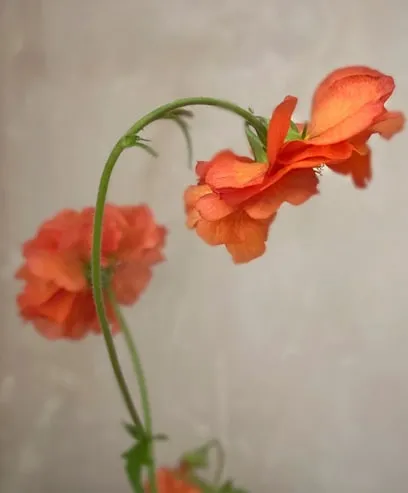 David Eustace, Volume 1 Image No7, 2020-2022