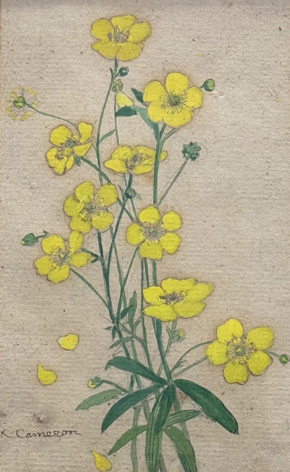 Katharine Cameron RWS RE, Buttercups