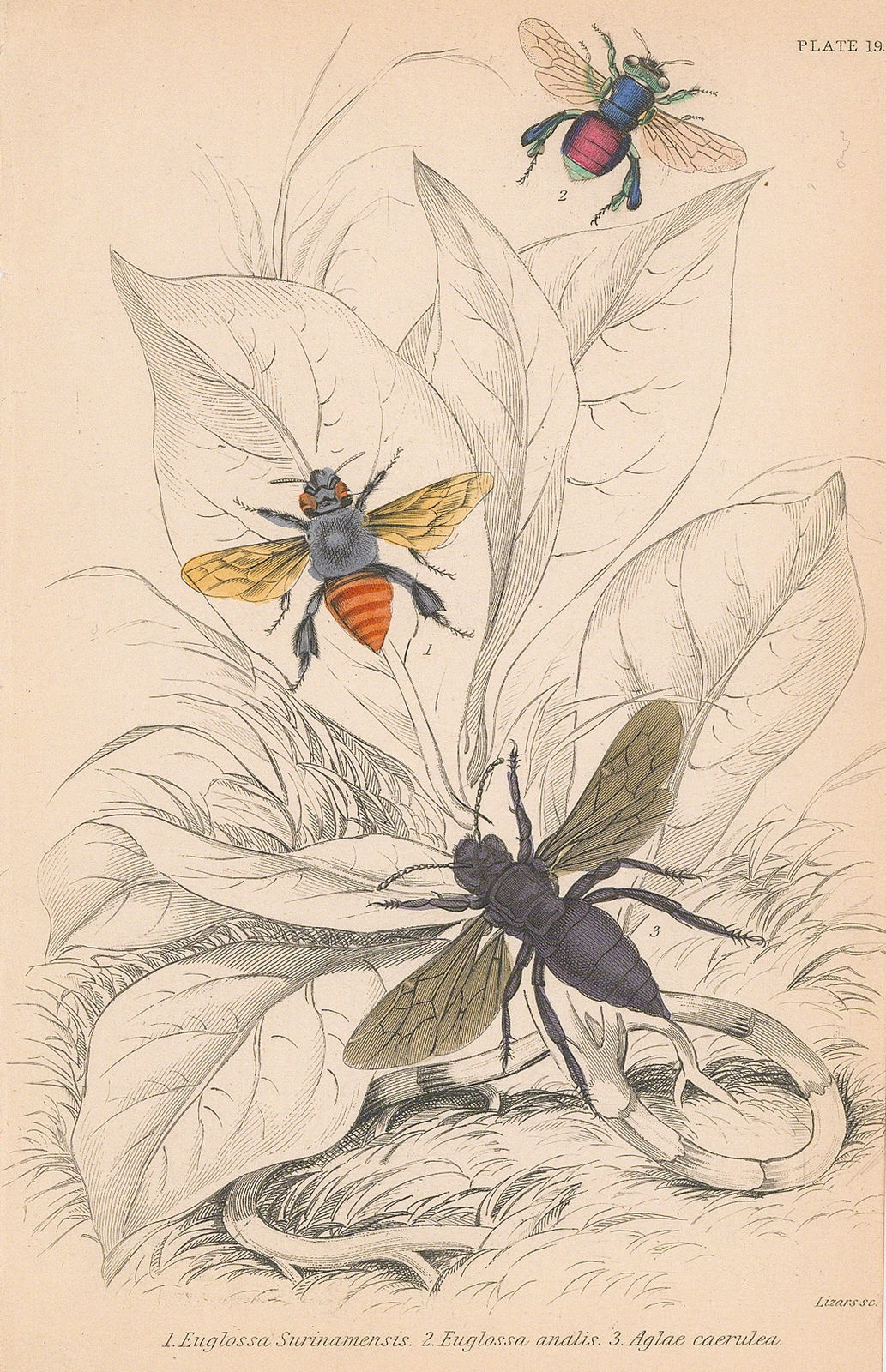 Sir William Jardine, Bees - Orchid Bees, 1859