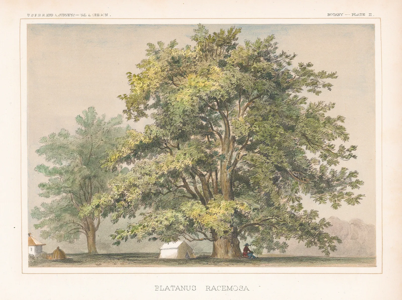 United States Pacific Railroad Expeditions (USPRR), Sycamore - California Sycamore, 1857