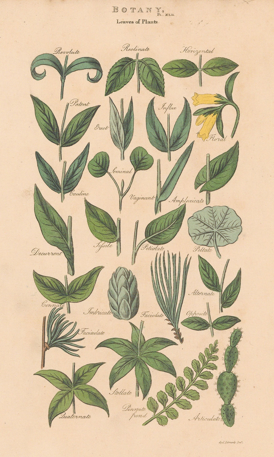 John Good, Botany - Leaf and leaflets, 1813