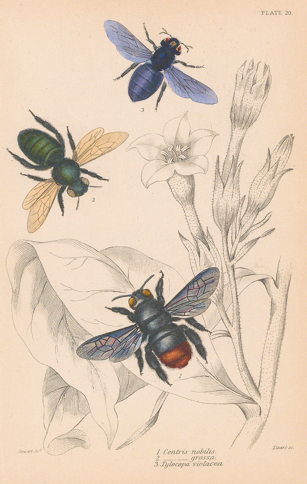 Sir William Jardine, Bees - Carpenter Bees, 1859