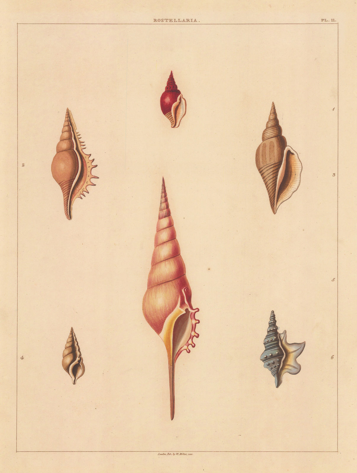 George Perry, Shells - Univalves, 1810