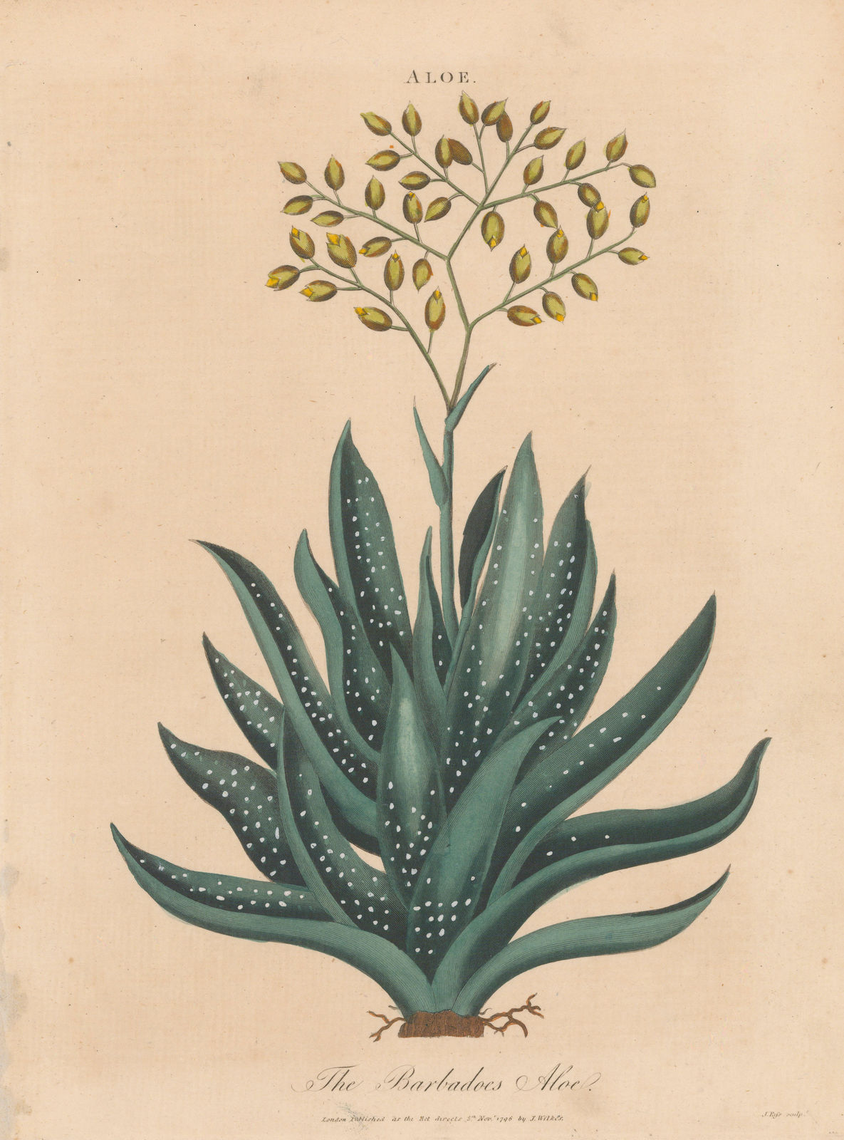 John Wilkes, Medicinal plants - Aloe Vera, 1810